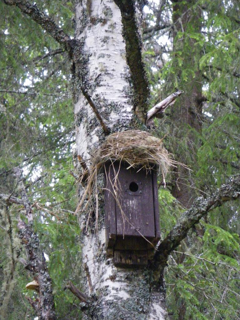 IMGP1042.JPG - 2009-06-12 En kråka som byggt altan på fågelholken ?? Kanske så att läget var bra, men självbygget passar bätte än holken.