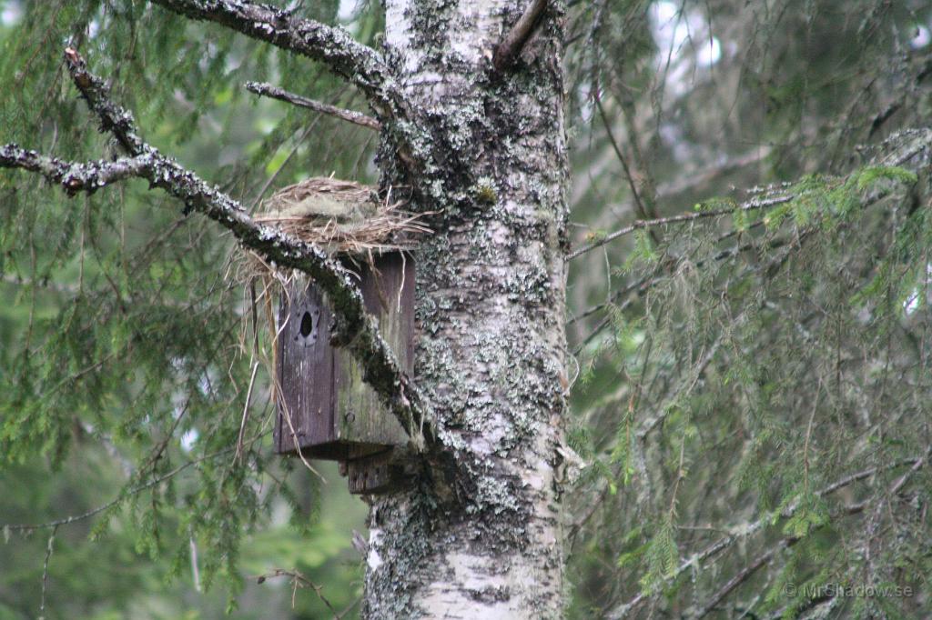 IMG_4525.JPG - Det var någon pippi i boet, men jag såg bara en stjärtfjäder å det var ingen svan i vart fall...