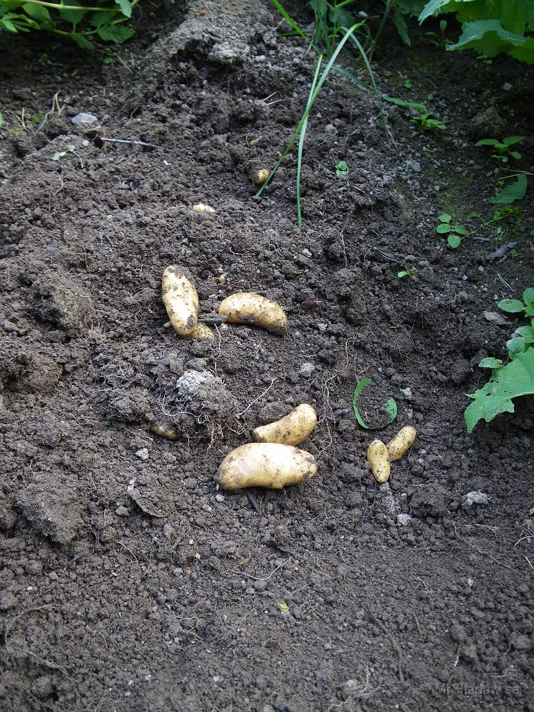 IMGP1834.jpg - När man hittar andra exotiska frukter, så kan ju detta nästan vara jams eller jordbananer... Nä nu är det faktiskt äkta norrländsk mandelpotatis och det är ganska hög utdelning per sättpotatis.