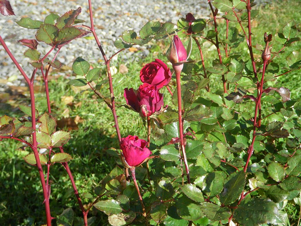 IMGP2149.JPG - 2009-10-09  Rosorna blommar i början av oktober.