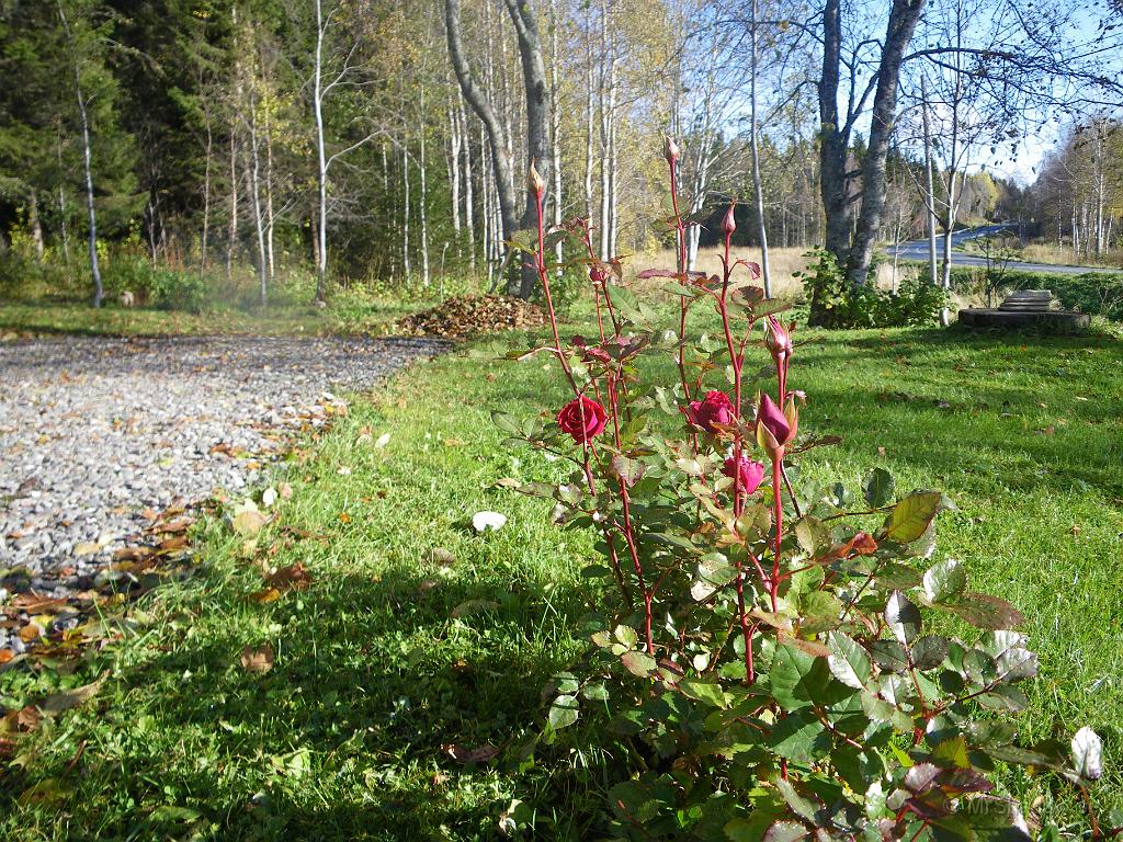 IMGP2151.JPG - De där rosorna lyser upp extra mycket i höstsolen.