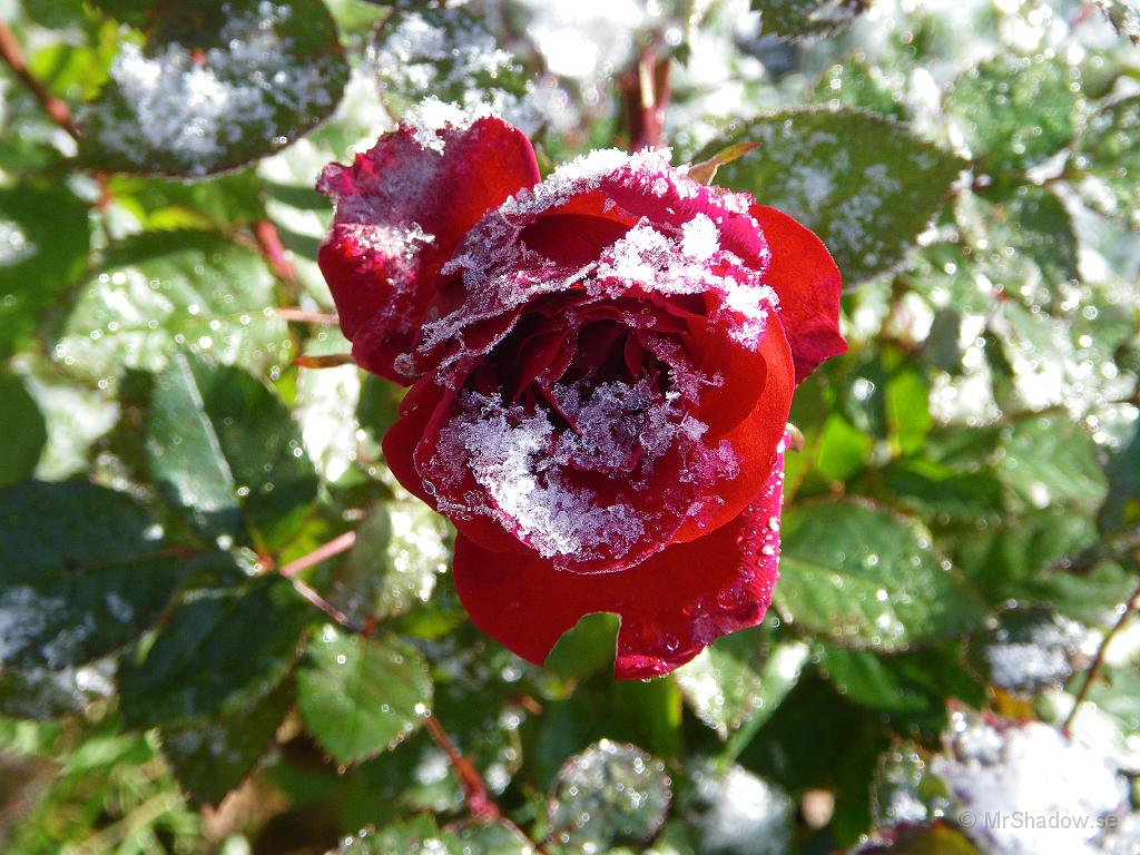 IMGP2160.JPG - Denna är lika vacker även med lite snö på. Speciellt när solen tittar fram lite.