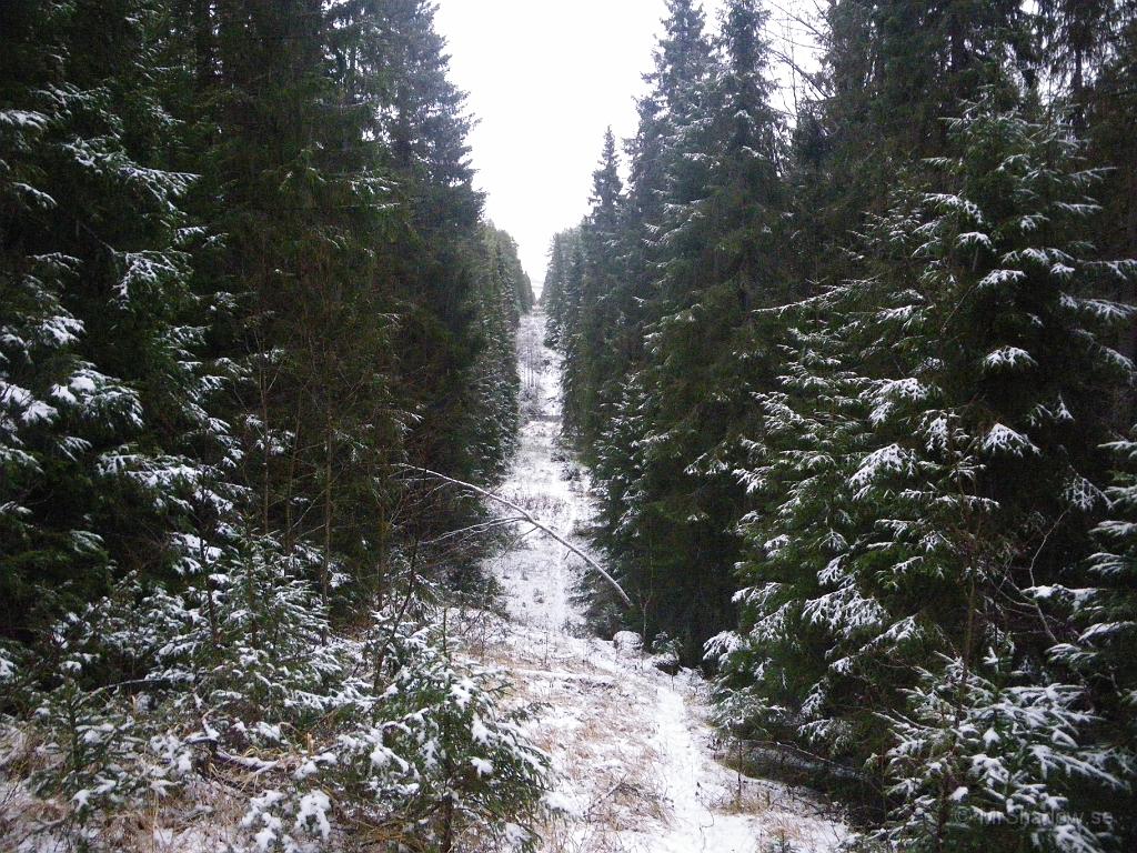 IMGP2385.JPG - Fast det blev åtmindstånd liiite ljusare i skogen.