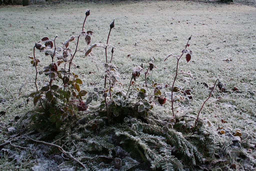 IMG_5704.JPG - Det finns fortfarande en del knoppar så vem vet, kanske blommande rosor på gården till jul ??