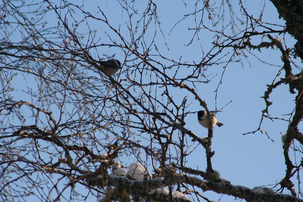 IMG_6353.JPG - Undrar om det är samma sorts skator eller ?? De hittar tydligen något ätbart i björken.