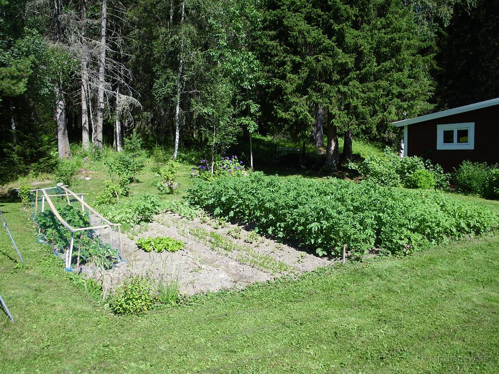 IMGP3893.JPG - Jordgubbar och potatis växer i vart fall.. Men det blir nog lite morötter och sallad också.