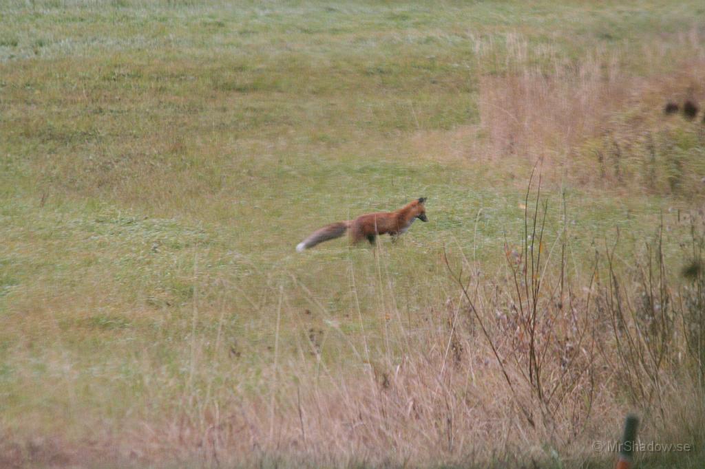 IMG_0451.JPG - 2010-10-16  Mitt på dagen så ser jag genom fönstret att det är en räv ute på lägdan igen. Här har den säkert korn på en sork eller nått