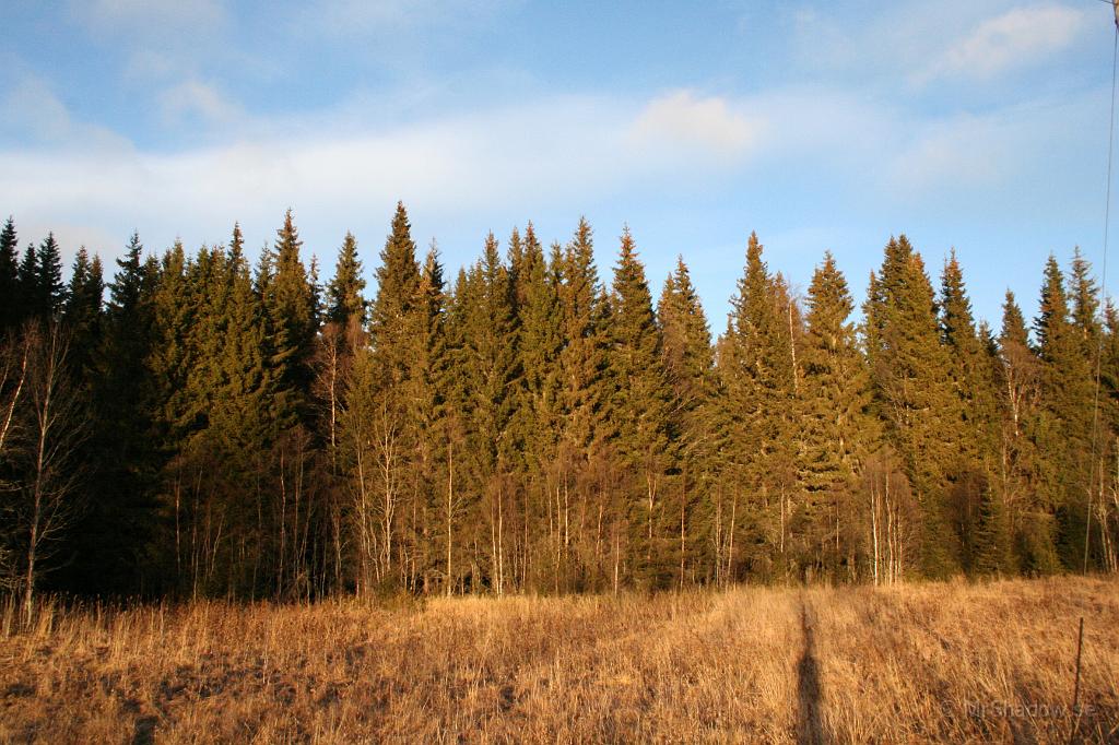 IMG_0899.JPG - Även om löven är borta så är skogen grön..