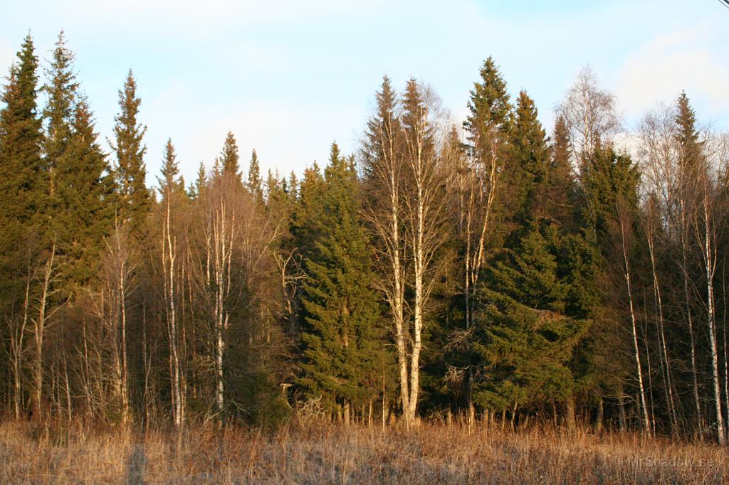 IMG_0903.JPG - Det lyser i björkarna av eftermiddagssolen