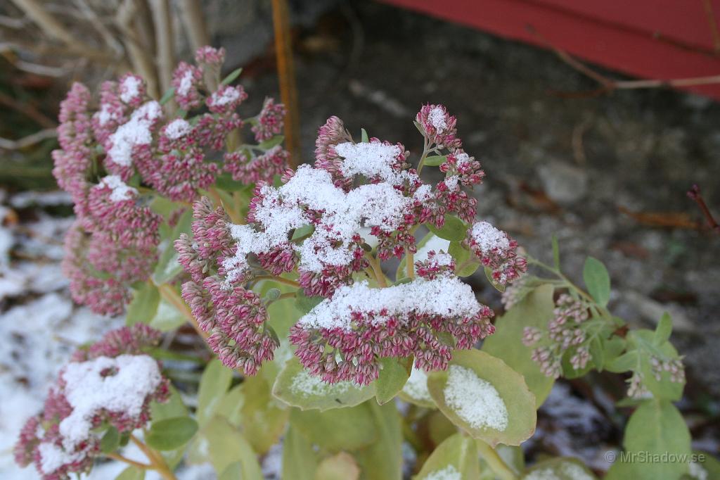 IMG_0908.JPG - De där blommorna skall visst tåla lite snö..