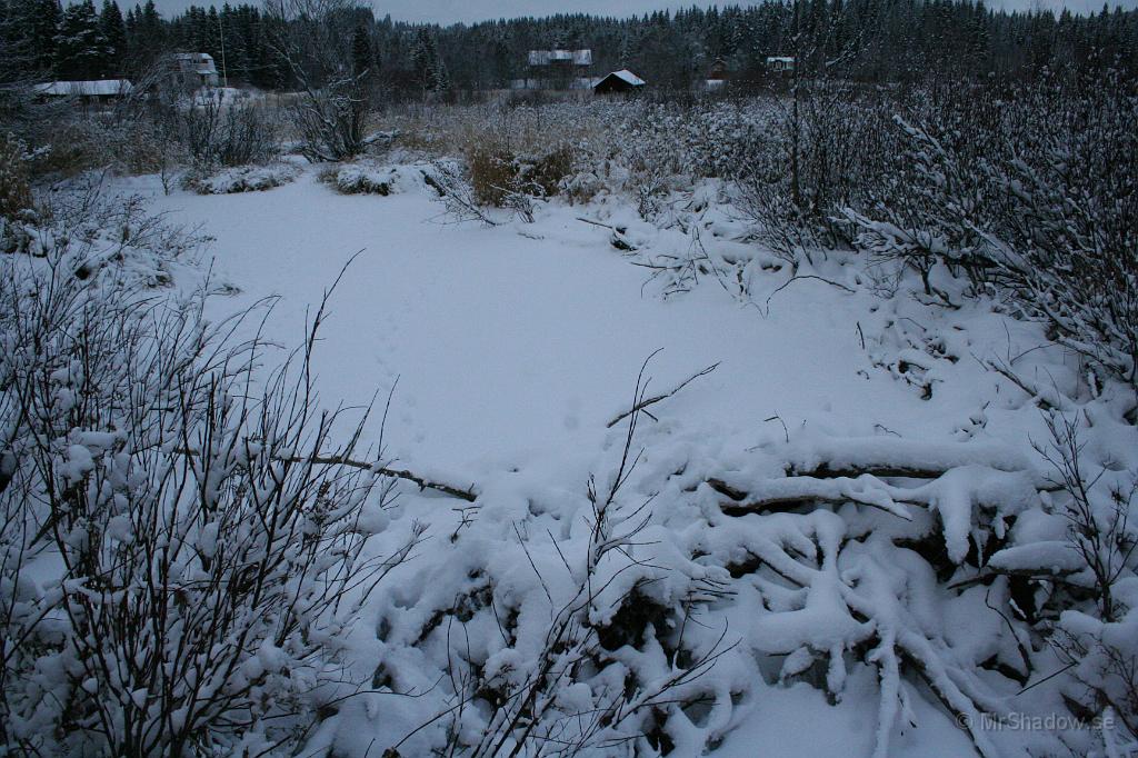 IMG_0912.JPG - Bävern verkar sova, eller så har han flyttat..