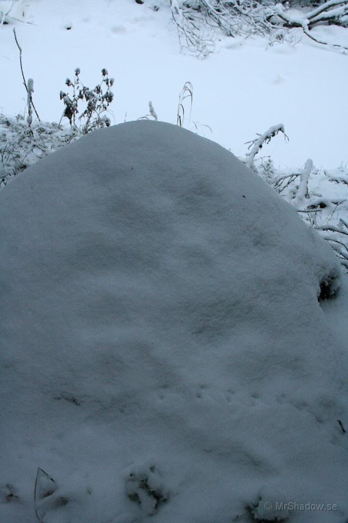 IMG_0928.JPG - Myrstacken har haft ny besökare.. Kanske en liten skogsnus eller är det sork ??