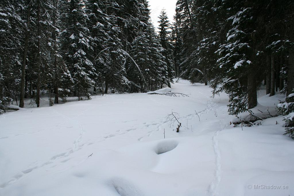 IMG_1583.JPG - Även på Åringsån har någon travat fram och troligen en hjort.