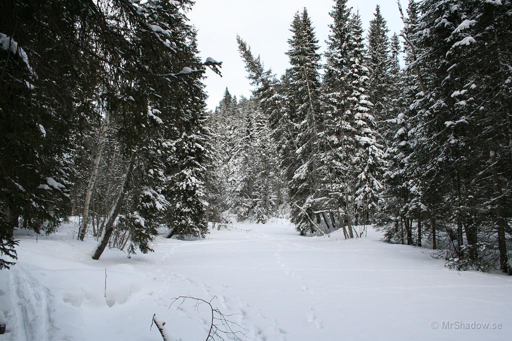 IMG_1587.JPG - Vinter vid "The Creek" och förutom mina skidspår även lite andra spår..