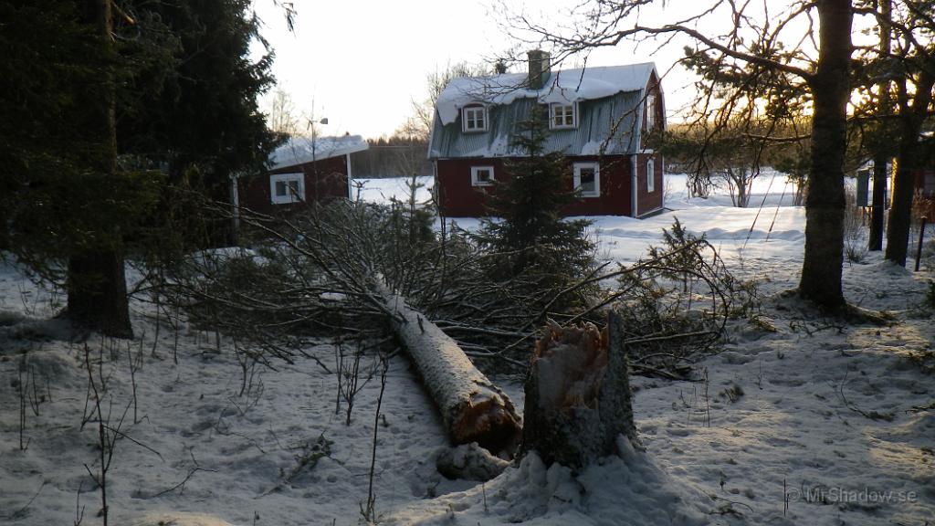 IMGP0110.JPG - En större gran som landat mellan lilla tallen och björken. Toppen slogs av mot vindskivan på uthuset, men inga skador..