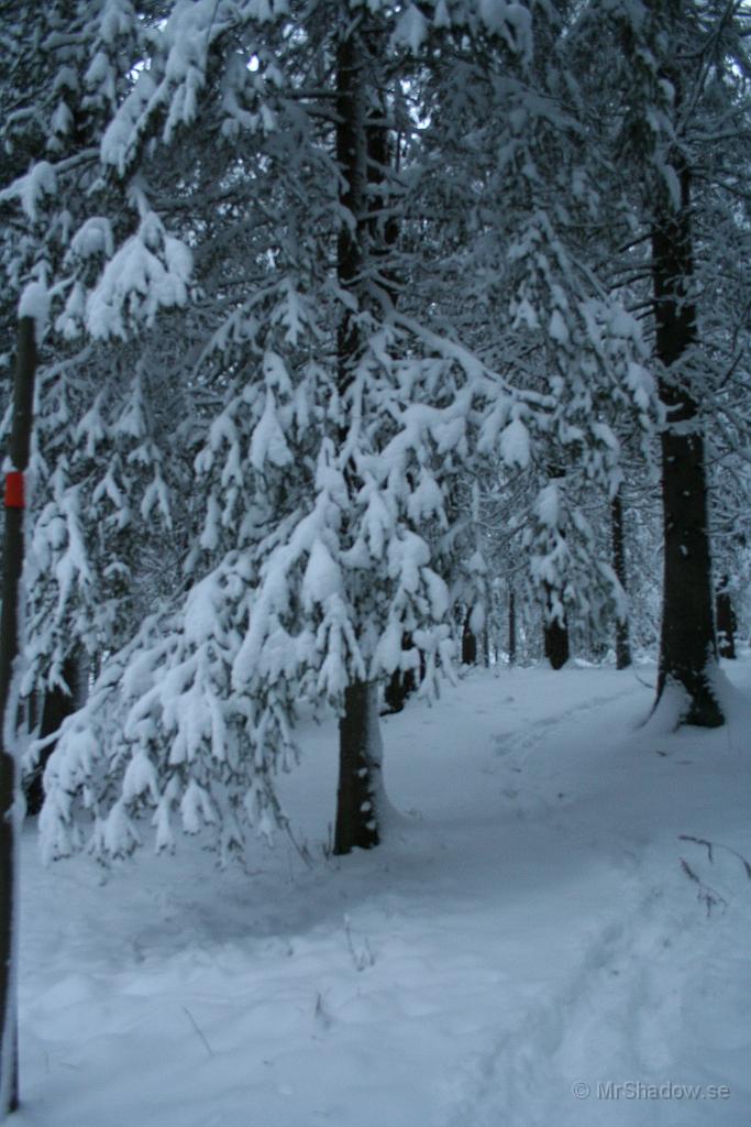 IMG_5251.JPG - Nästan så man tror det är klister i snön