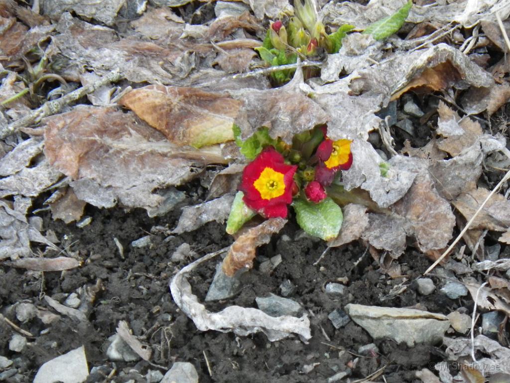 IMGP0567.JPG - En blomma tittar fram under vissna löv.