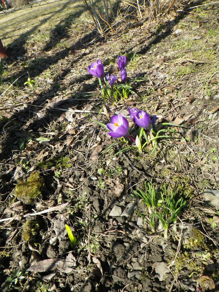 IMGP0677.jpg - 2012-04-25  Fler blommor som tittar fram och njuter i solen