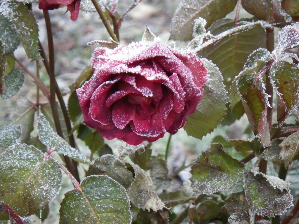 IMGP1679.JPG - Rosen har fått ett lager av frost på sig.