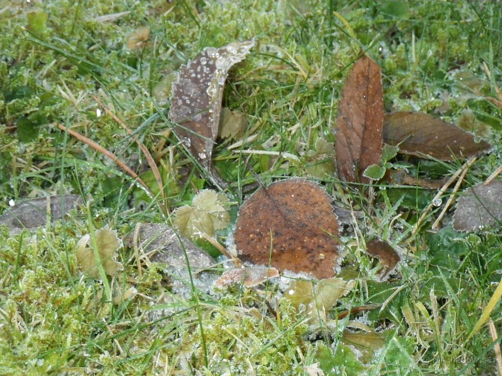 IMGP1734.JPG - Men, fortfarande är det frost på backen