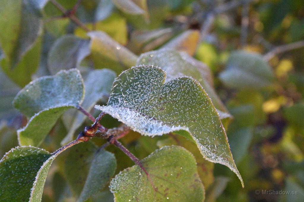 IMG_2766.JPG - Första frosten denna höstLäckert med iskristallerna på bladet