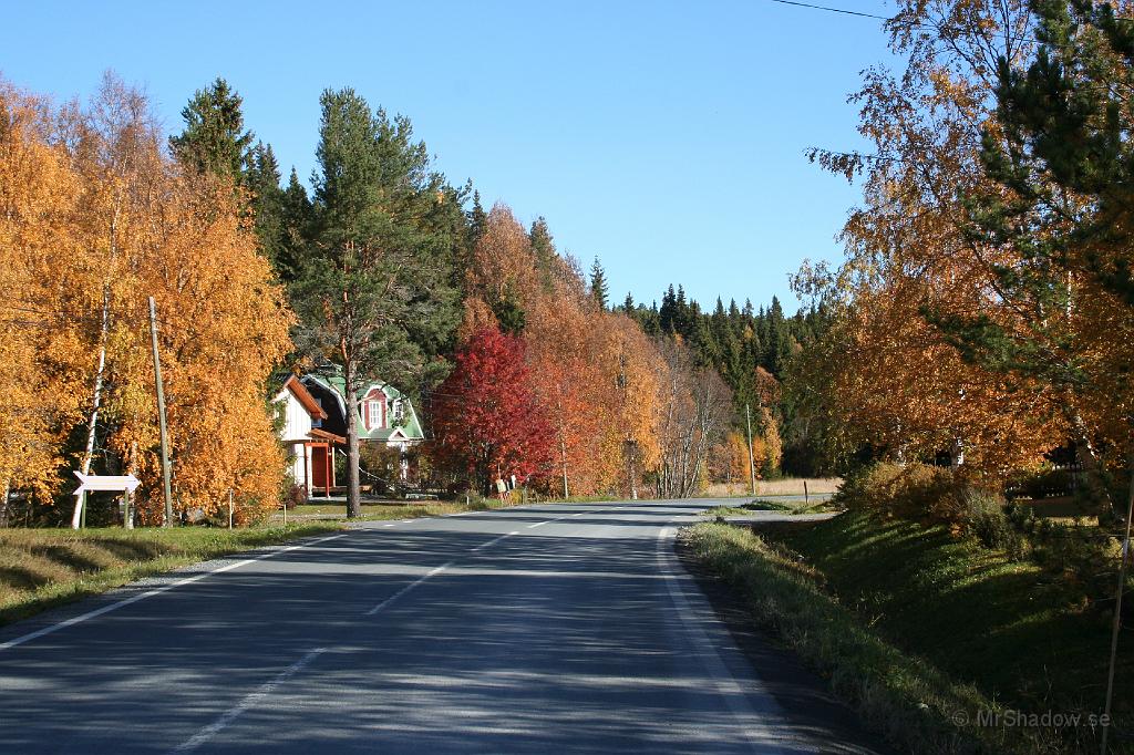 IMG_2772.JPG - Lite kontraster mellan björkarna, tallen och rönnenLitet rött hus med vita knuta och grönt tak, skymtar också ☺