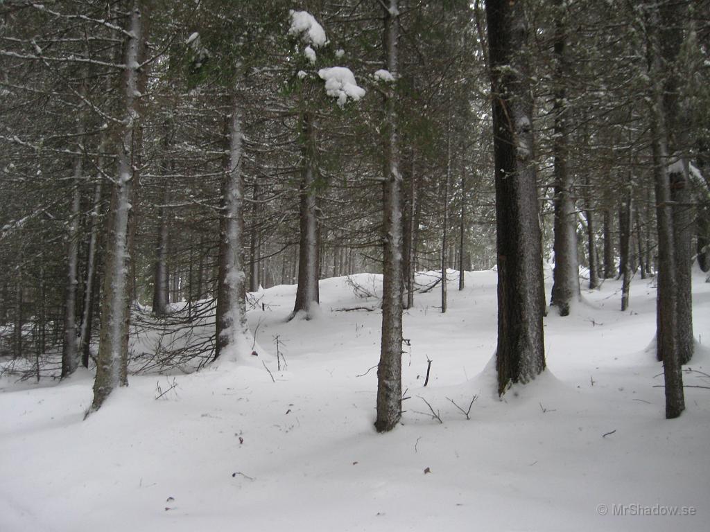 IX70_0193.JPG - När snön ligger efter trädstammarna mitt i skogen, då har det varit lite "styggväder" eller kanske halv storm ??