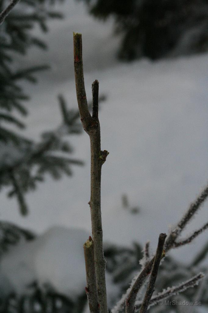 IMG_3220.JPG - Övre delarna av grenarna är borta.Troligen gjort samma morgon.