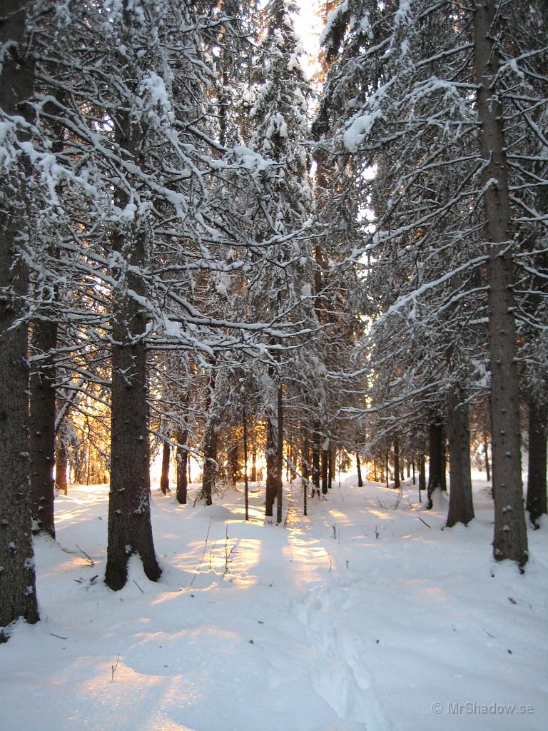 IX70_0277.JPG - Jag är inte ensammen att lämna spår i skogen.En älg har också gått efter samma stig