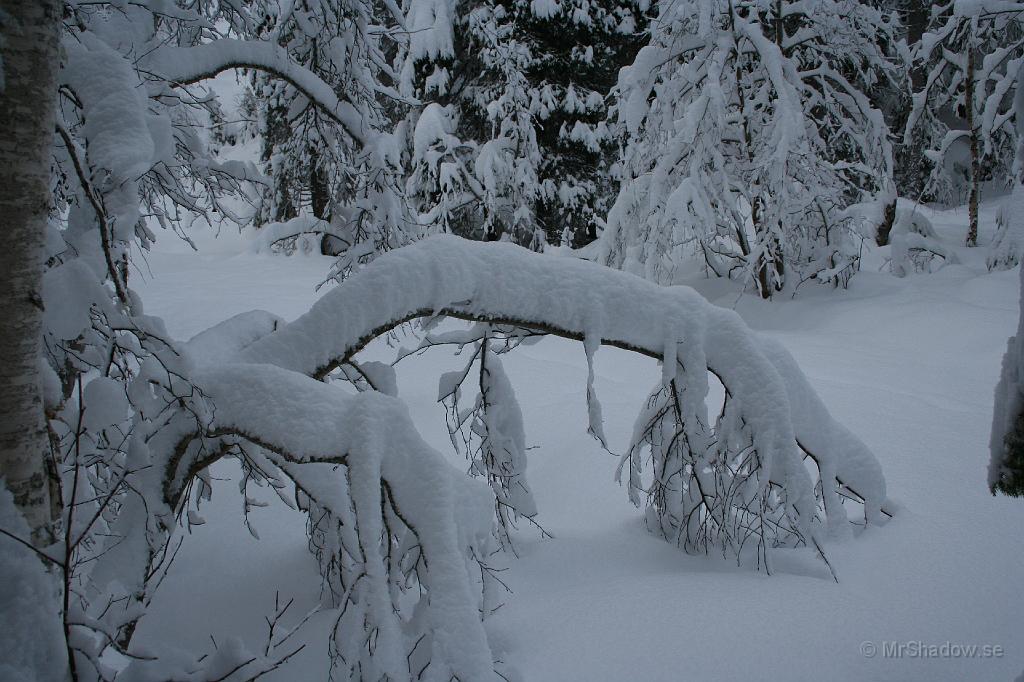 IMG_3284.JPG - Snötyngda grenar