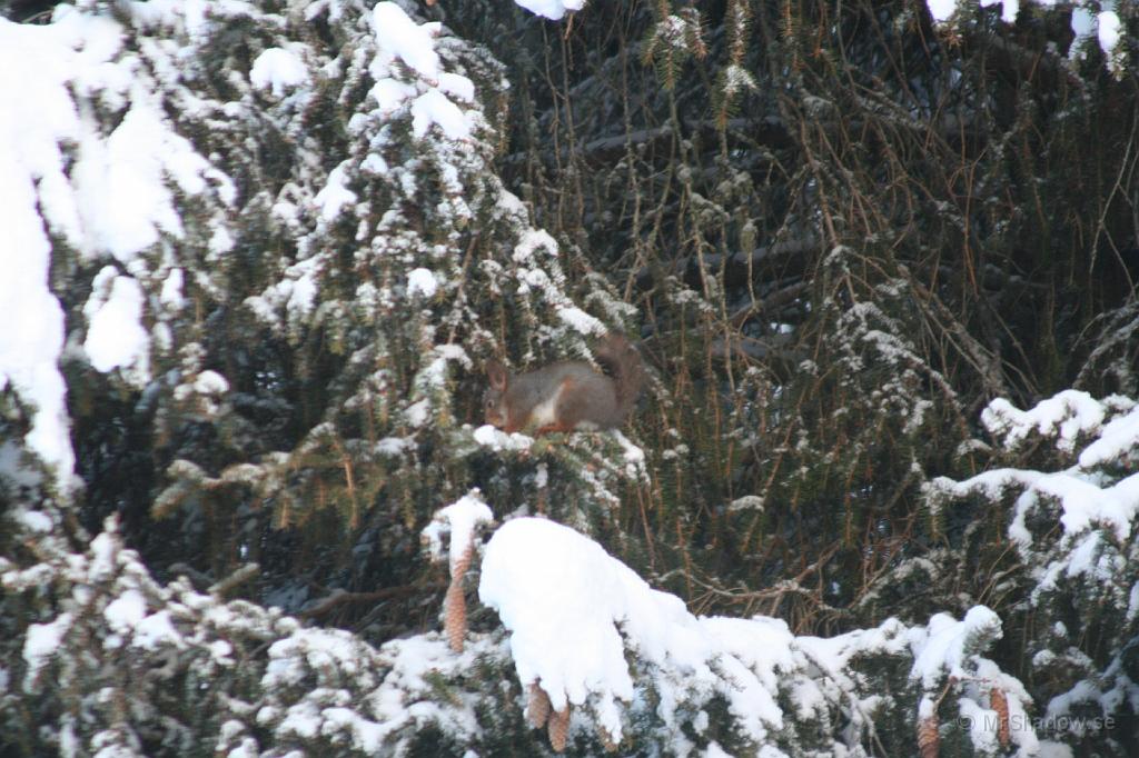 IMG_3292.JPG - Ekorrn satt i granen.. Söndag 27 janSåg genom köksfönstret ekorren, som klättrade uppe i en av de större granarna. Tog fram kamera och lååånga zoom objektivet