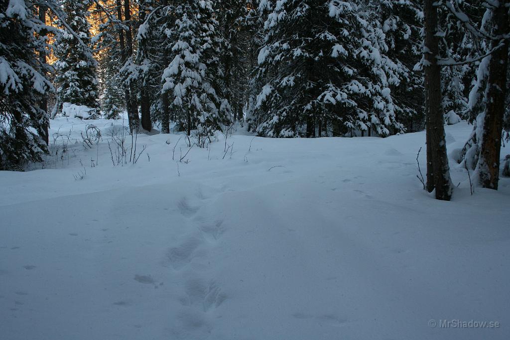 IMG_3320.JPG - Hmm.. Spår igen.Fast här var det slåttsägar'n själv som tjavat fram.Även med skidor var det tungt i ospårad terräng. Tänk er då att gå.En anledning till att skidorna testas