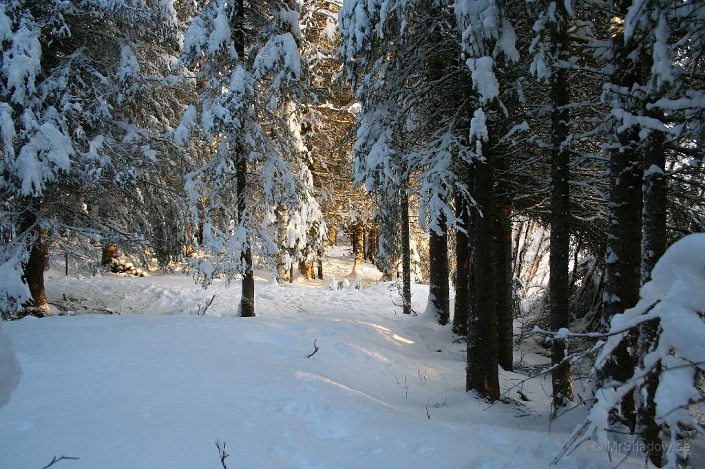 IMG_3322.JPG - Vackert när solen lyser in i skogen