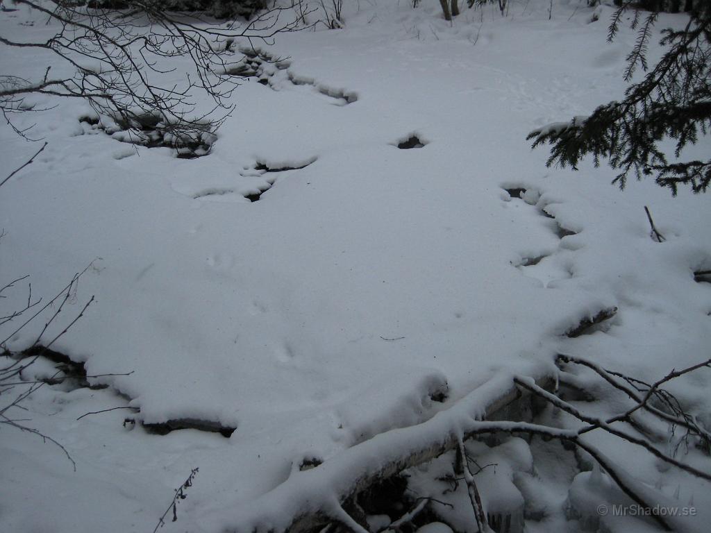 IX70_0447.JPG - Någon har tassat fram i snön, en räv kanske??