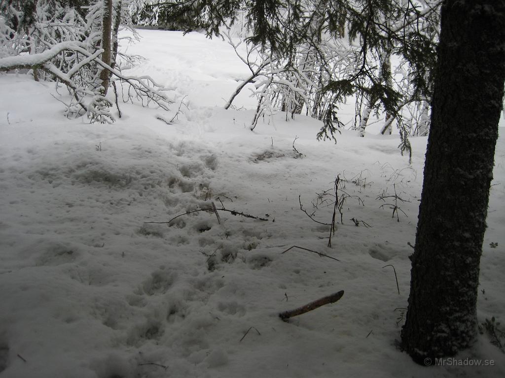 IX70_0479.JPG - Spår i snön vid bäcken. Älg, hjort och rådjur har en övergång här.