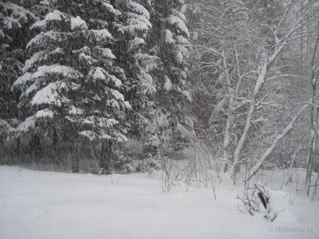 IX70_0509.JPG - Snöstorm utanför köksfönstret.. typ. Lördag morgon 26 jan