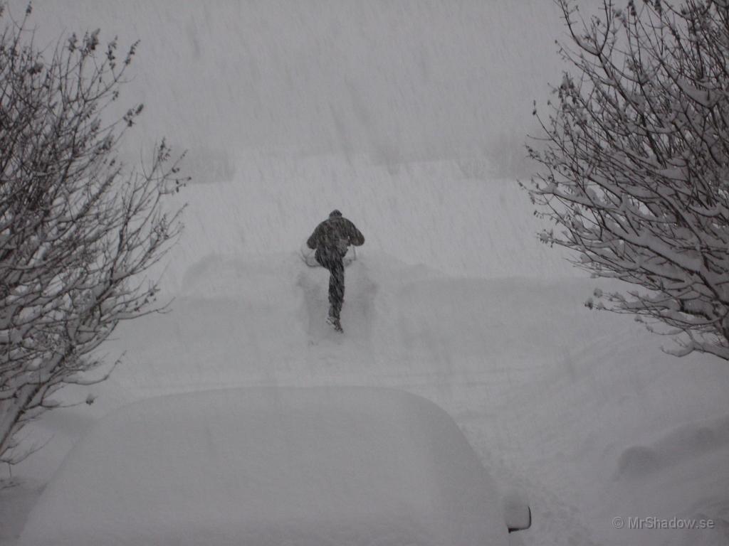 IX70_0510.JPG - Bodyguard jobbar även han hårt i snösvängen.Det hade trillat ner nästan 20 cm under natten mot lördag.