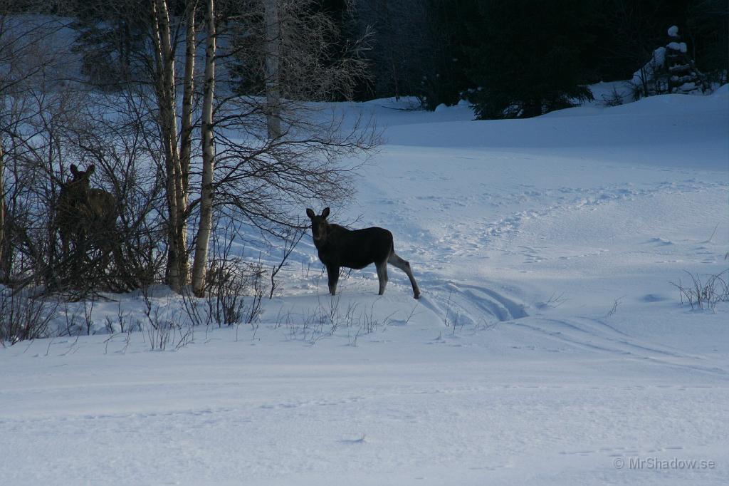 IMG_3330.JPG - Vill inte att bilen skall få en kyss av en sådan där..Nytt ställe att hålla extra utkik på.. Dv.s extra, extra och lite extra på det..