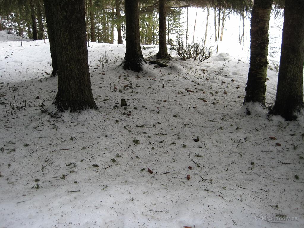 IX70_0582.JPG - 2008-02-17  Skräpigt i skogen. Vinden och ekorren har hjälpts åt