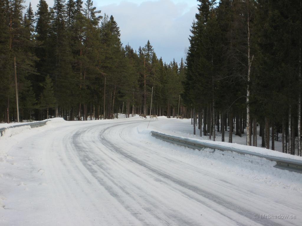 IX70_0587.JPG - Någonting rörde sig där borta...