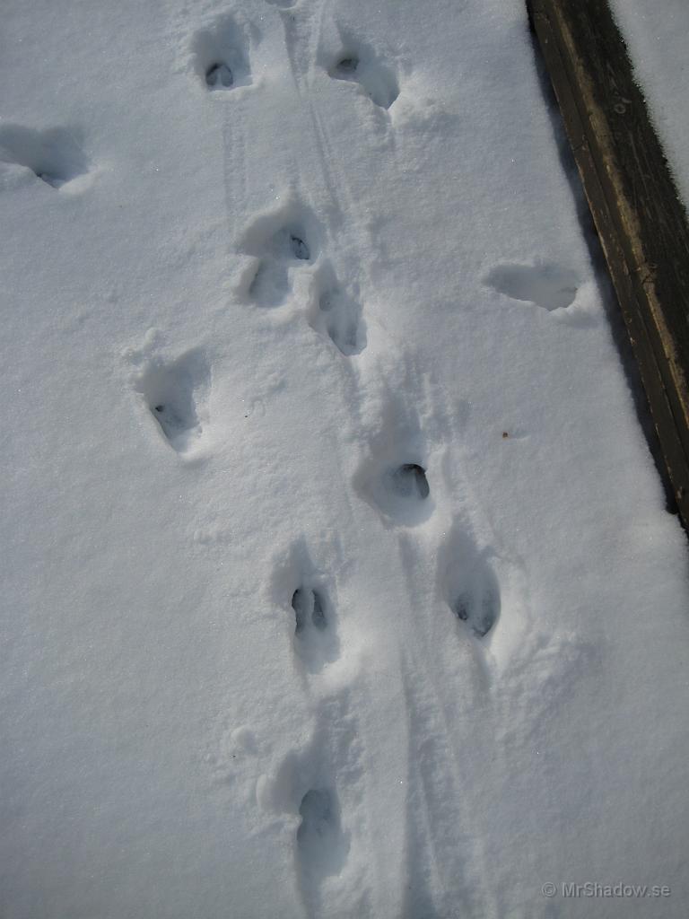 IX70_0612.JPG - Rådjur som det ser ut.Kan nästan kalla dem skadedjur då de ätit upp mycket av buskarna. Till och med syrenbuskarna har de vandaliserat.