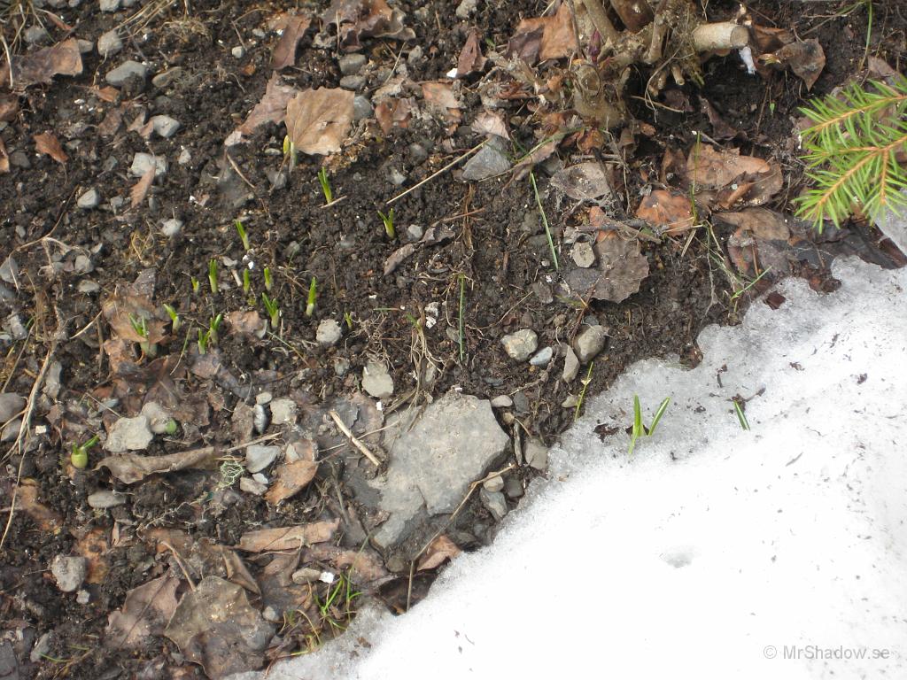 IX70_0847.JPG - Krokus eller nåt sådant