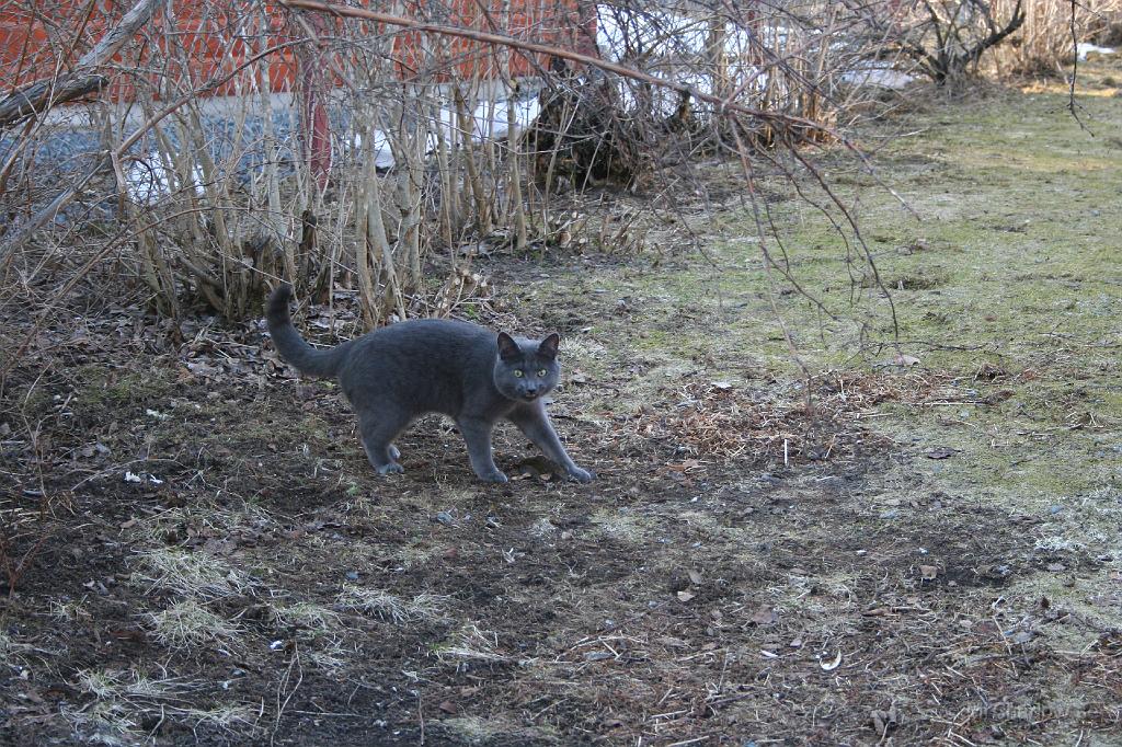 IMG_3640.JPG - Grannens katt på råttjakt, eller är det sork i sikte ??