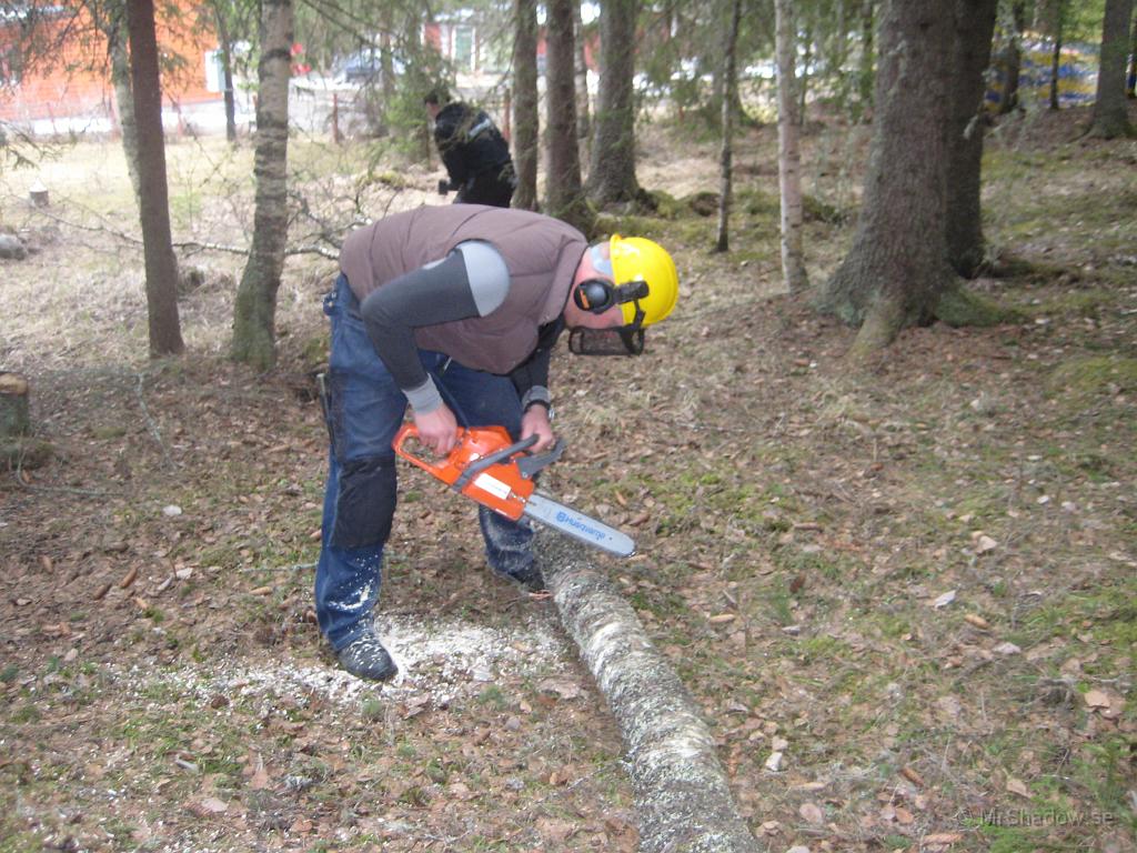 IX70_0952.JPG - Styckning av liggande björk..