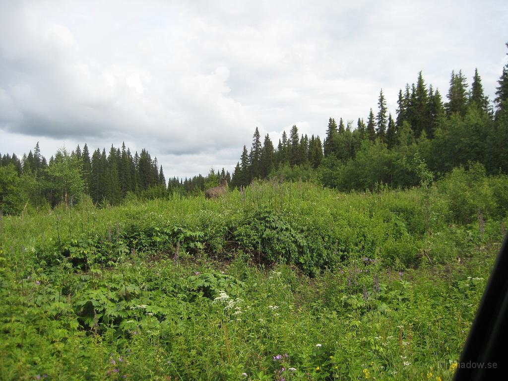 IX70_1372.JPG - Något som älgar fram i buskarna. Såg ett par älgar vid en liten utflykt bortom Bleckåsen