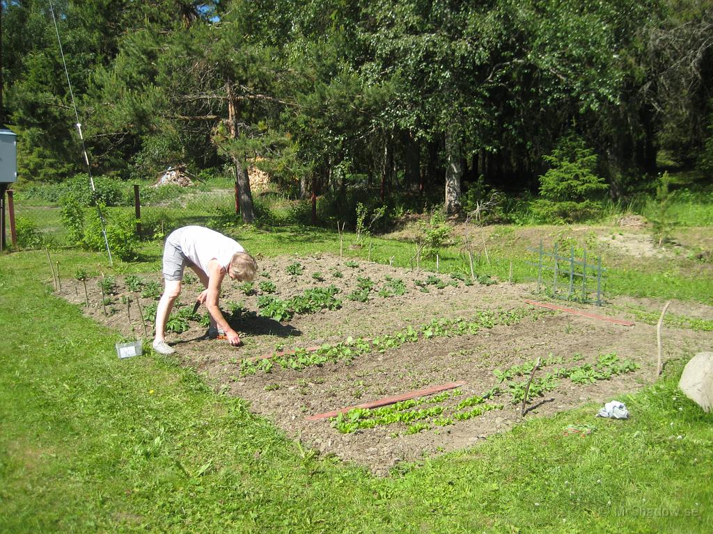 IX70_1428.JPG - Slåttets Parkförvaltare (farmor) rensar bland de kommende morötterna