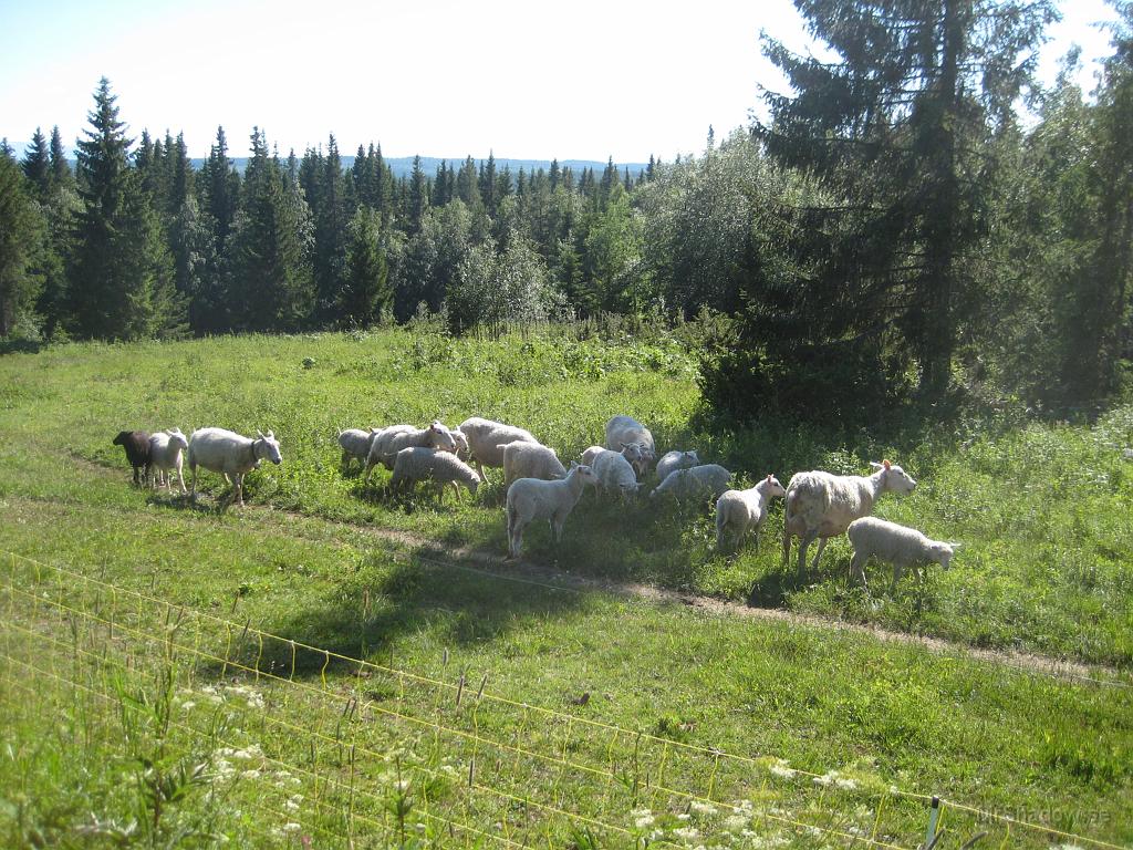 IX70_1434.JPG - Får på en gård i Slövre