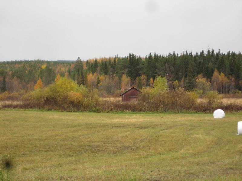 IX70_1826.JPG - 2008-10-03  Fortfarande är det lite grönska i buskarna mot ladan