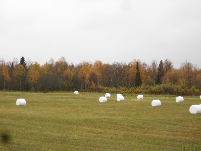 IX70_1827.JPG - Träden ner mot sjön har en del löv kvar ännu, fast de är mest bruna.