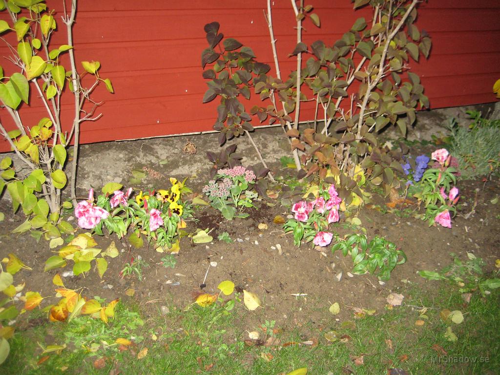 IX70_1951.JPG - Det blommar fortfarande i rabatten vid uthuset. Några av blommorna har tagit lite stryk av kylan, medans andra ska blomma när det är kallt..